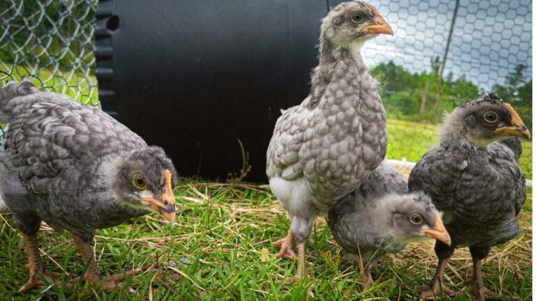 Olive Eggers: The Game-Changing Chickens You Need in Your Flock 4 olive egger chickens