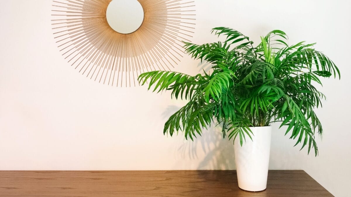 15 Dog-Safe Indoor Plants to Brighten Up Your Home 8 15 Dog-Safe Indoor Plants to Brighten Up Your Home - parlor palm dp184975718