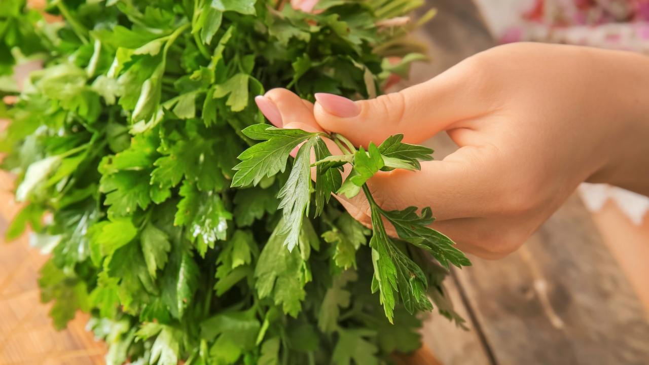 7 Popular Green Herbs: What They Are & How to Use Them 10 parsley herb