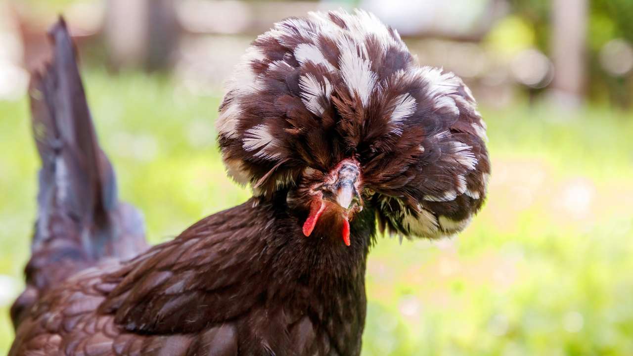 13 Fluffy Chicken Breeds & What They're Best At 9 polish fluffy Chicken head