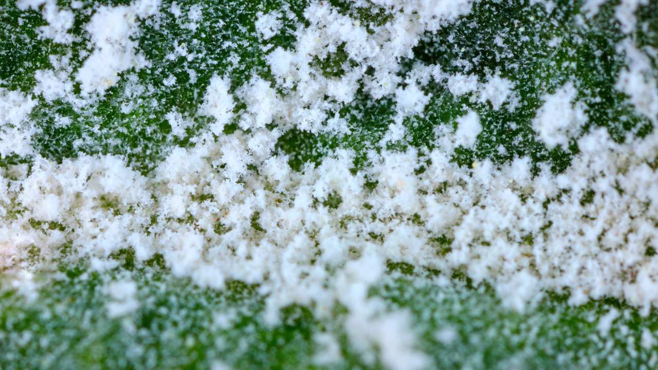 5 Common Snake Plant Diseases & Effective Remedies 3 powdery mildew plant disease