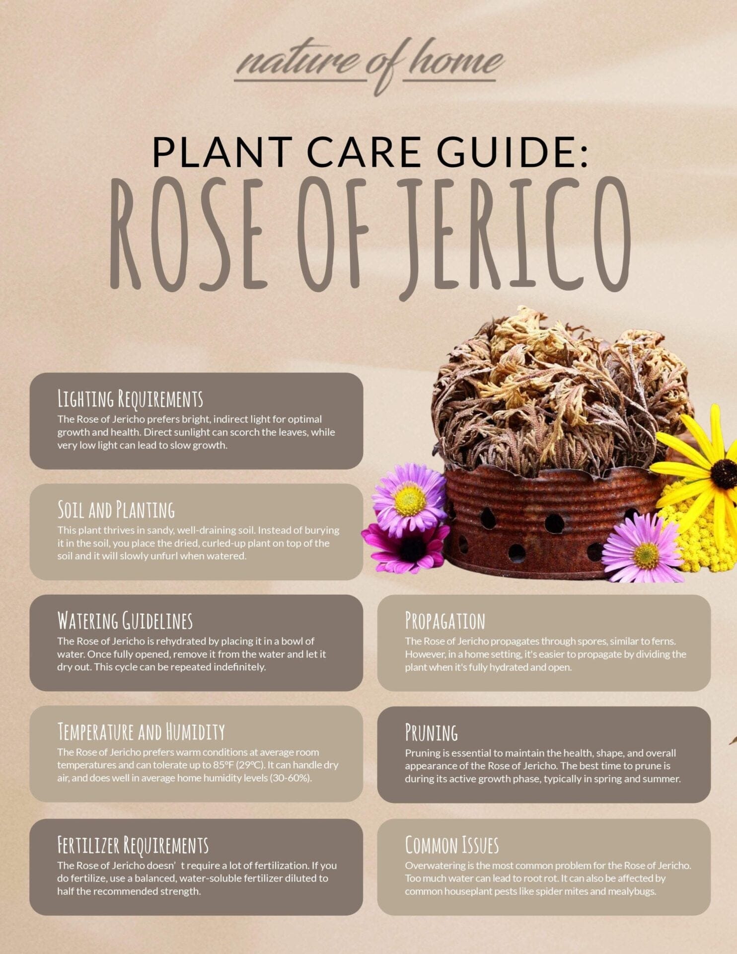 The Houseplant That Can Survive Up to 7 Years With No Water 9 rose of jerico plant care guide