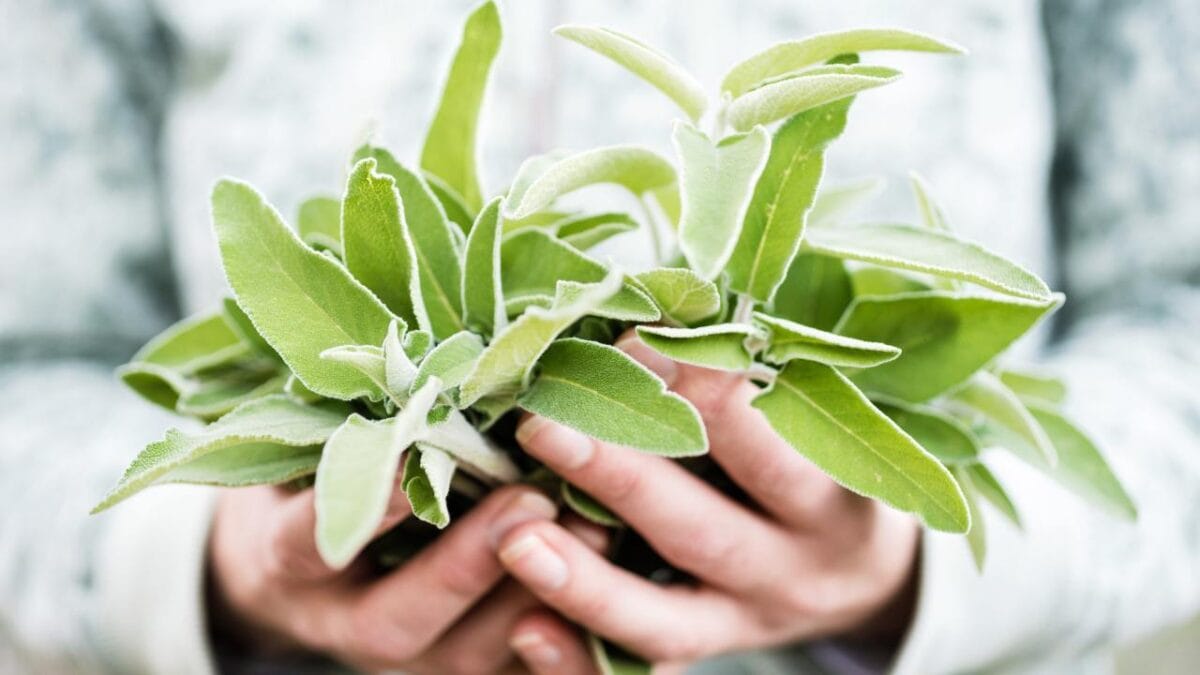 15 Medicinal Plants to Grow at Home for Everyday Use - sage herb ss595027220