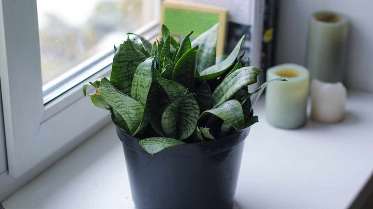 Snake Plant Splitting Leaves: 9 Most Common Causes & Simple Solutions 11 sansevieria trifasciata sunburn
