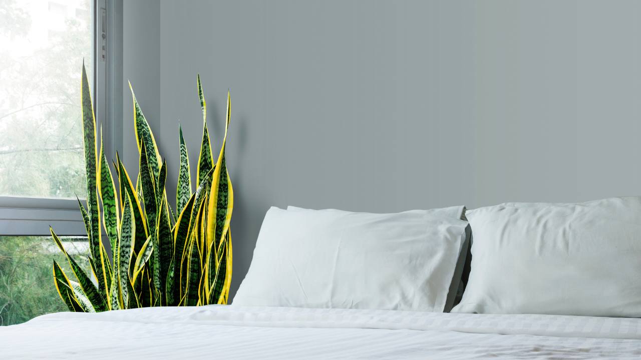 Snake Plant Spiritual Meaning: More than Just a Houseplant 3 snake plant bedroom