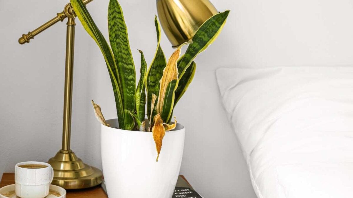 10 Reasons Your Snake Plant Isn’t Growing—and How to Fix It 8 snake plant with disease in white pot
