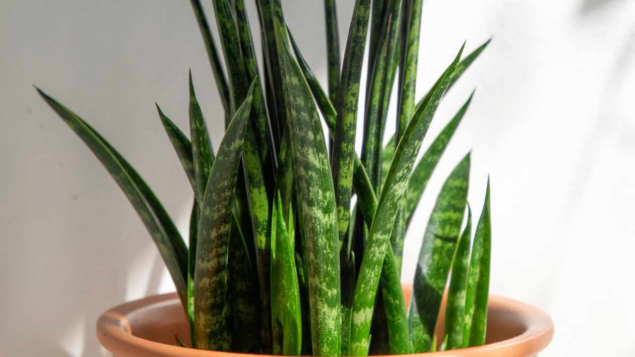 Fernwood Snake Plant: Mikado & 'Punk' Care / Growing Guide 5 snake plant fernwood lighting