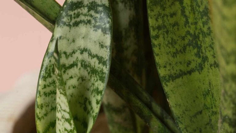 Snake Plant Splitting Leaves: 9 Most Common Causes & Simple Solutions 3 snake plant leaf splitting closeup