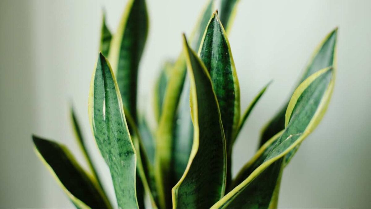 10 Snake Plant Care Mistakes Every Plant Parent Should Avoid - snake plant leaves wrinkled ss2101075444