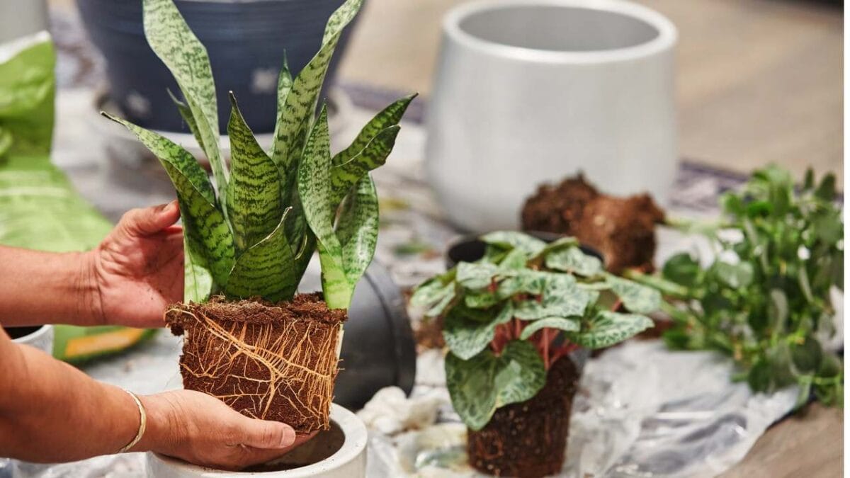 10 Reasons Your Snake Plant Isn’t Growing—and How to Fix It 6 snake plant root bound out of its pot