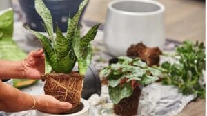 Do Snake Plants Like to Be Root Bound? (Solved + Pro Advice) 1 snake plant root bound out of its pot