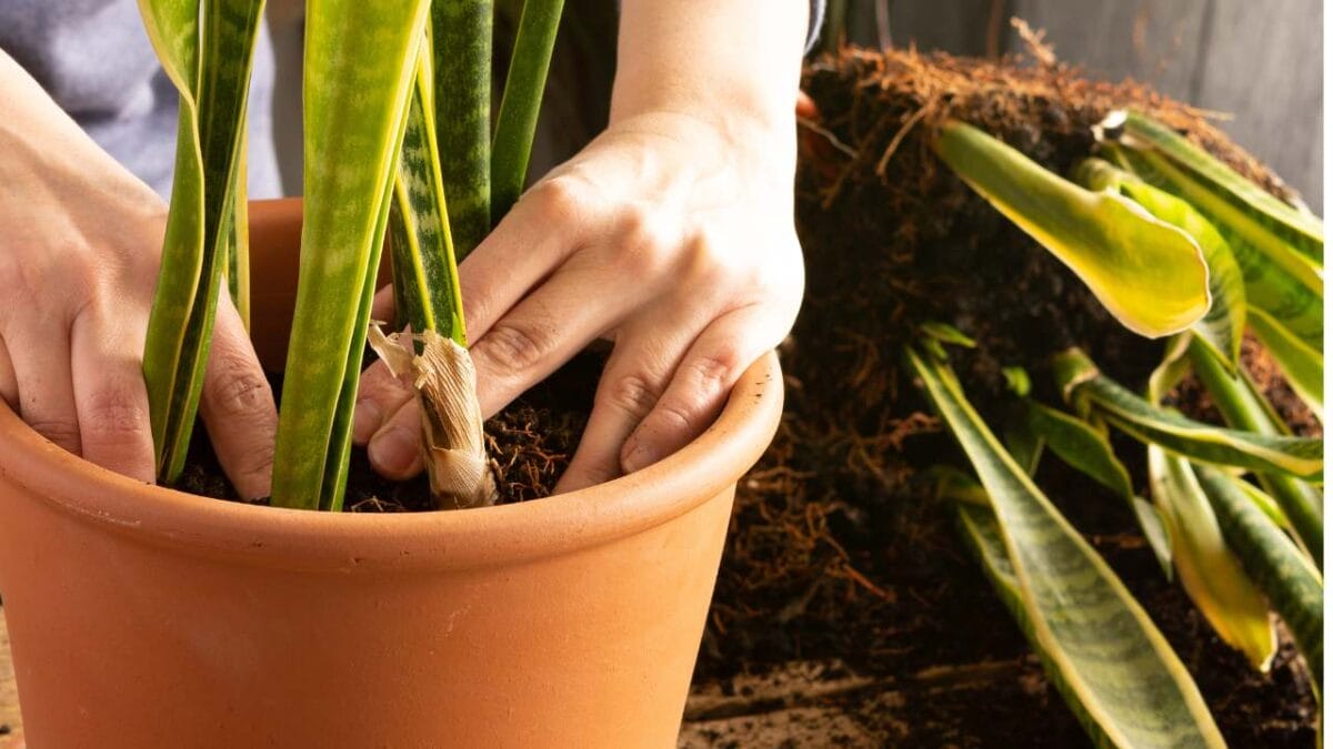 10 Snake Plant Care Mistakes Every Plant Parent Should Avoid 12 10 Snake Plant Care Mistakes Every Plant Parent Should Avoid - snake plant root bound ss1852266289