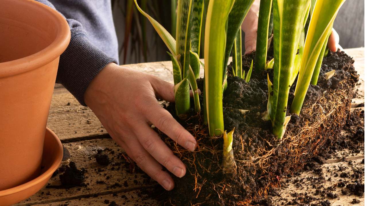 Do Snake Plants Like to Be Root Bound? (Solved + Pro Advice) 3 checking to see if a snake plant is root bound