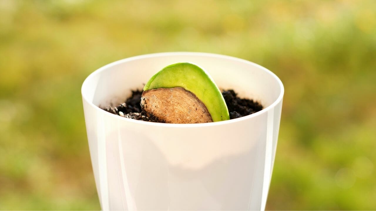 Grow Free Fruit: Using Kitchen Scraps for Homegrown Fruit Trees 3 sprouting mango seed