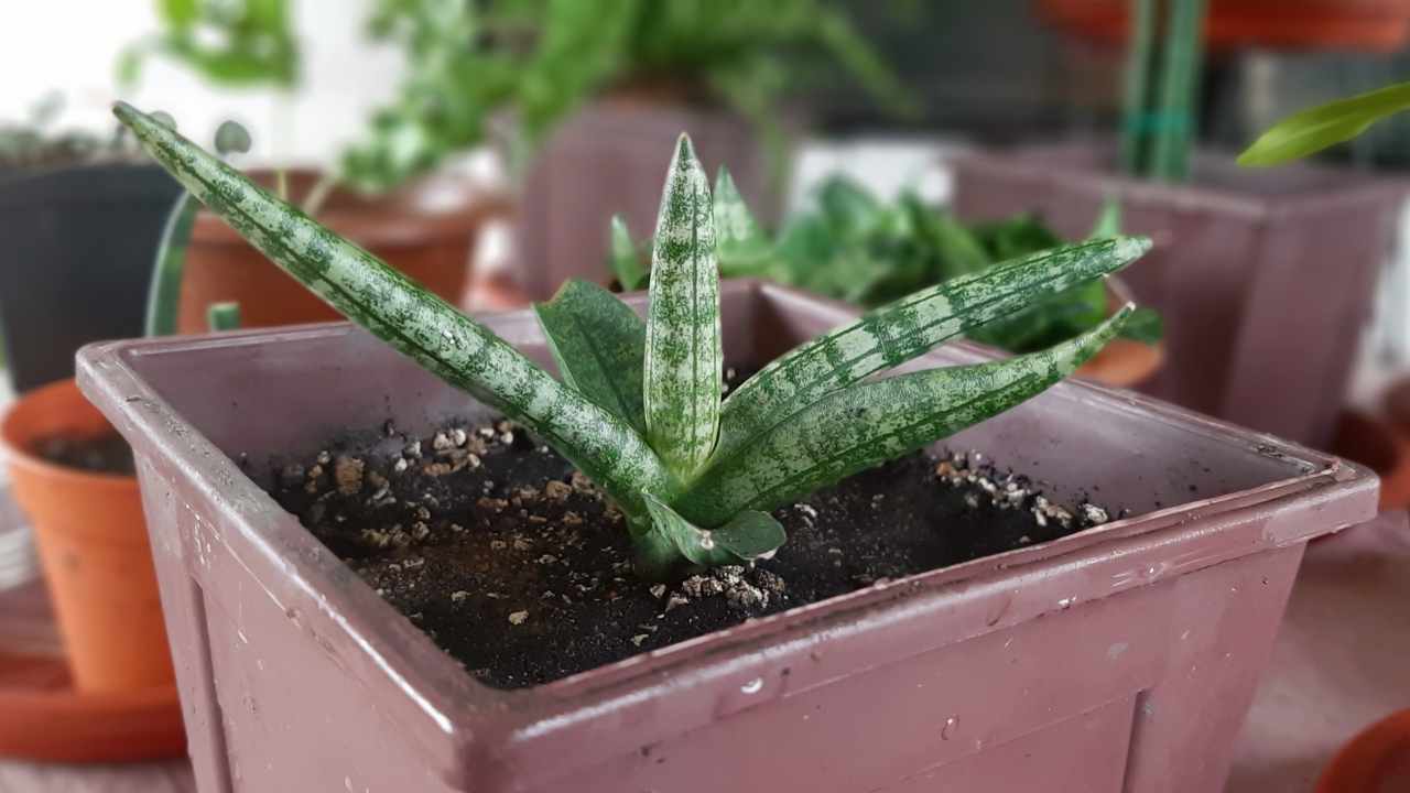 The Unique Starfish Snake Plant: Care, Propagation & Benefits 5 starfish snake plant in fresh potting soil