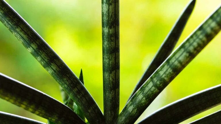 The Unique Starfish Snake Plant: Care, Propagation & Benefits 4 The Unique Starfish Snake Plant: Care, Propagation & Benefits - starfish snake plant ss1701670240