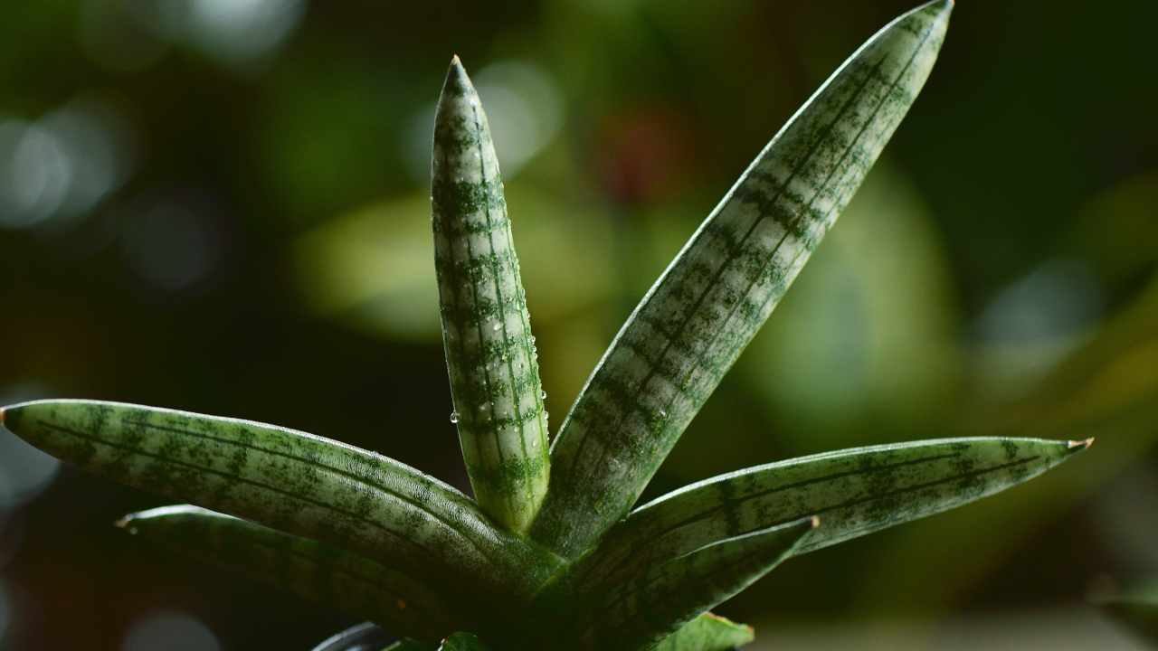The Unique Starfish Snake Plant: Care, Propagation & Benefits 3 starfish snake plant