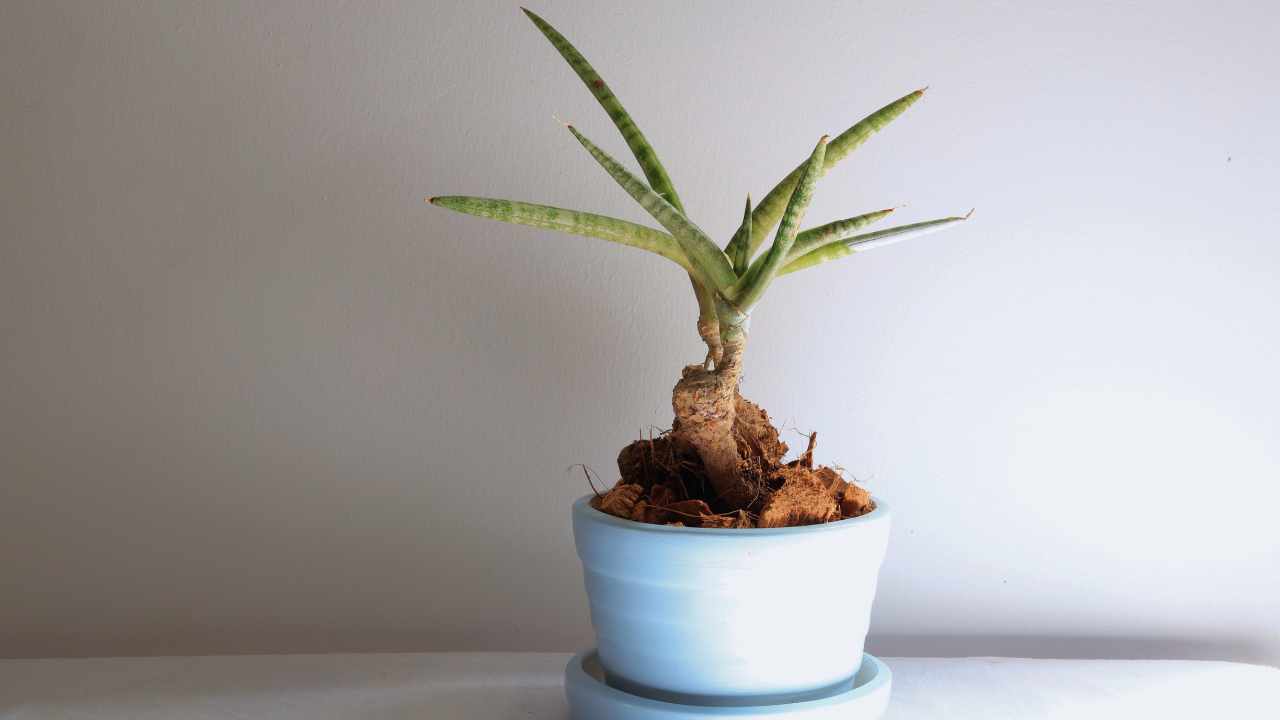 The Unique Starfish Snake Plant: Care, Propagation & Benefits 4 starfish snake plant in white pot