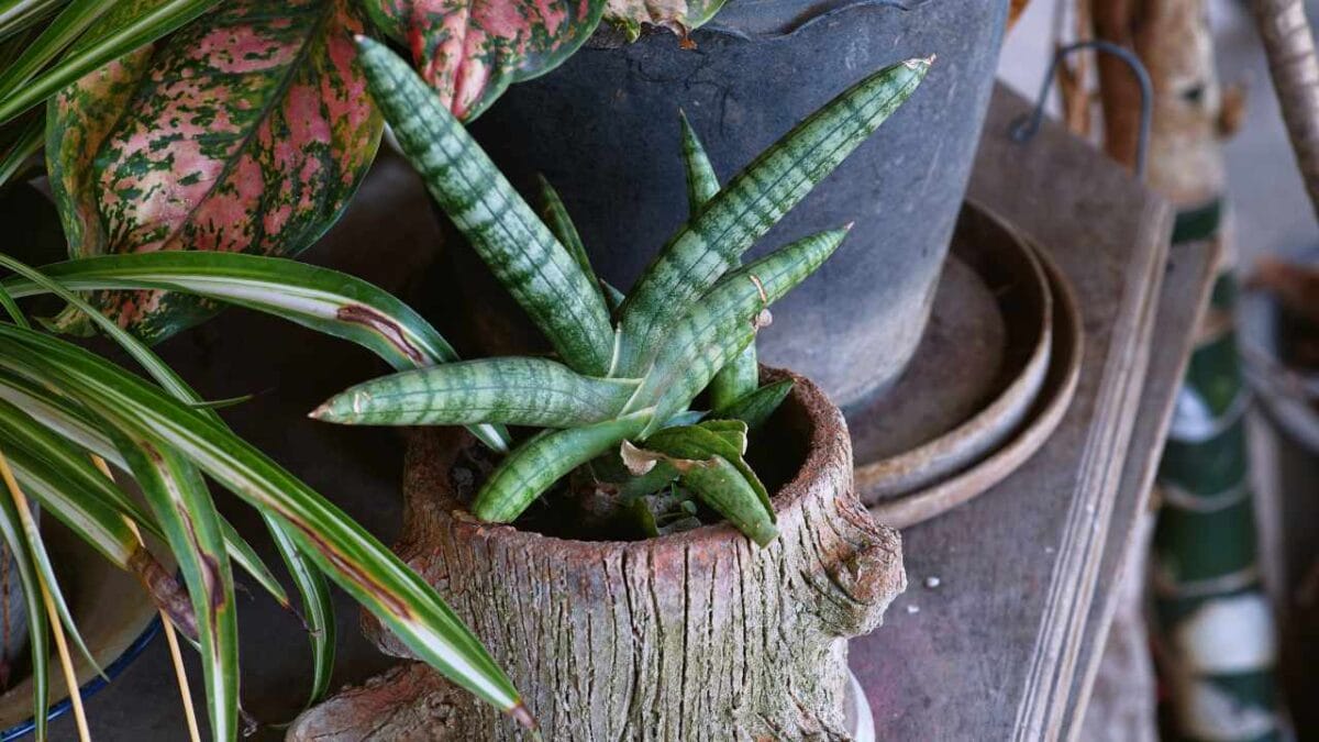 14 Unique Succulents That Will Wow Any Plant Lover 6 14 Unique Succulents That Will Wow Any Plant Lover - starfish snake plant ss2289738119