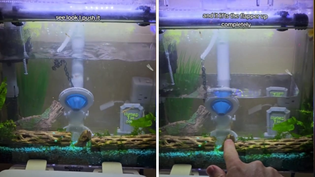 Easy Fix for a Weak Toilet Flush: Adjusting the Chain Length 6 testing flush on a toilet