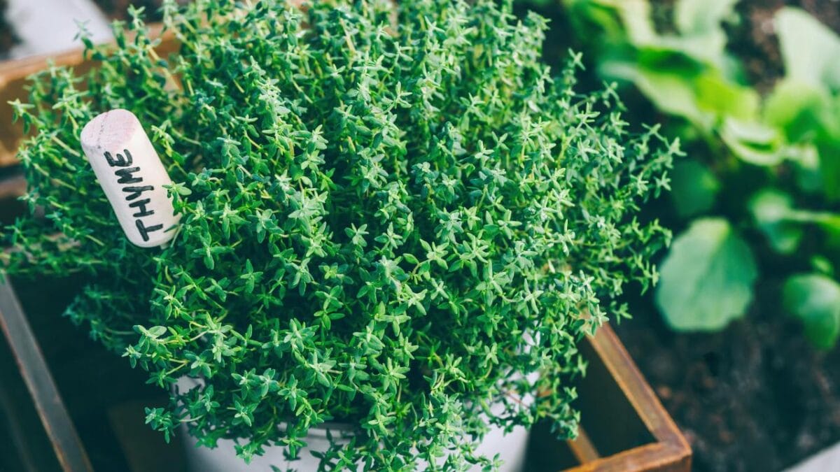 Calm Your Bronchitis Cough with These 12 Simple Home Remedies - thyme herb ss1990569950