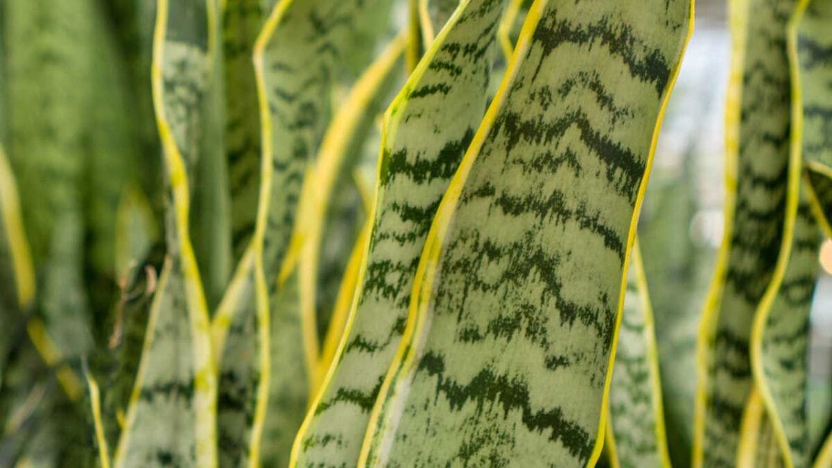 wrinkled leaf snake plant
