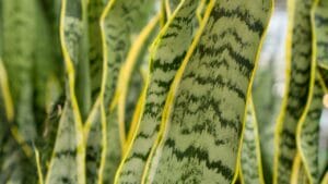 8 Reasons for Wrinkled Snake Plant Leaves & Simple Solutions 1 wrinkled leaf snake plant
