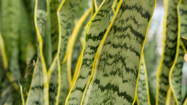 8 Reasons for Wrinkled Snake Plant Leaves & Simple Solutions 10 wrinkled leaf snake plant