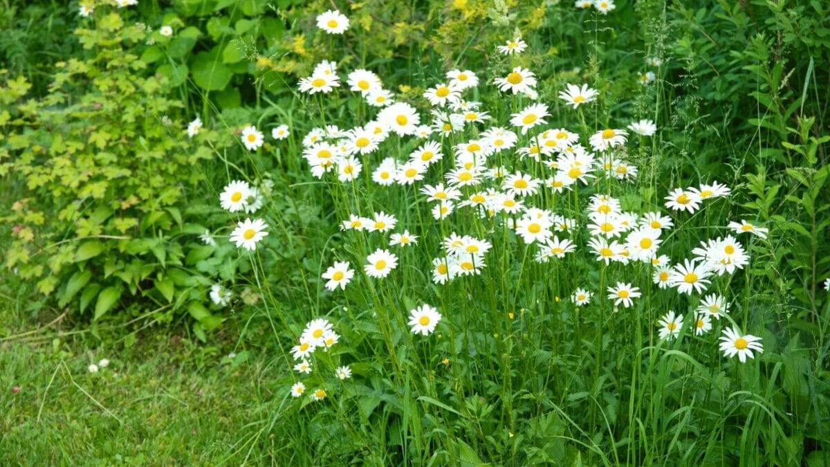 15 Plants Perfect for Starting Your Homegrown Tea Garden - Chamomile companion Plant ss2176759751
