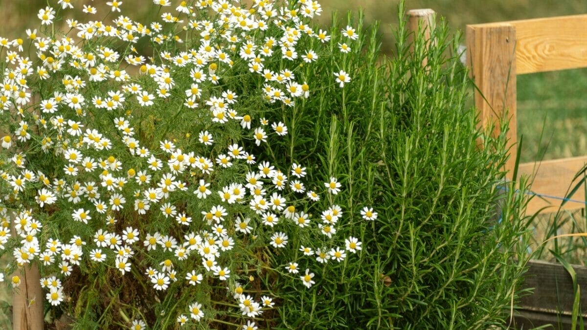 Healing in Your Backyard: 15 Medicinal Plants to Grow - Chamomile companion Plants ss2168974563