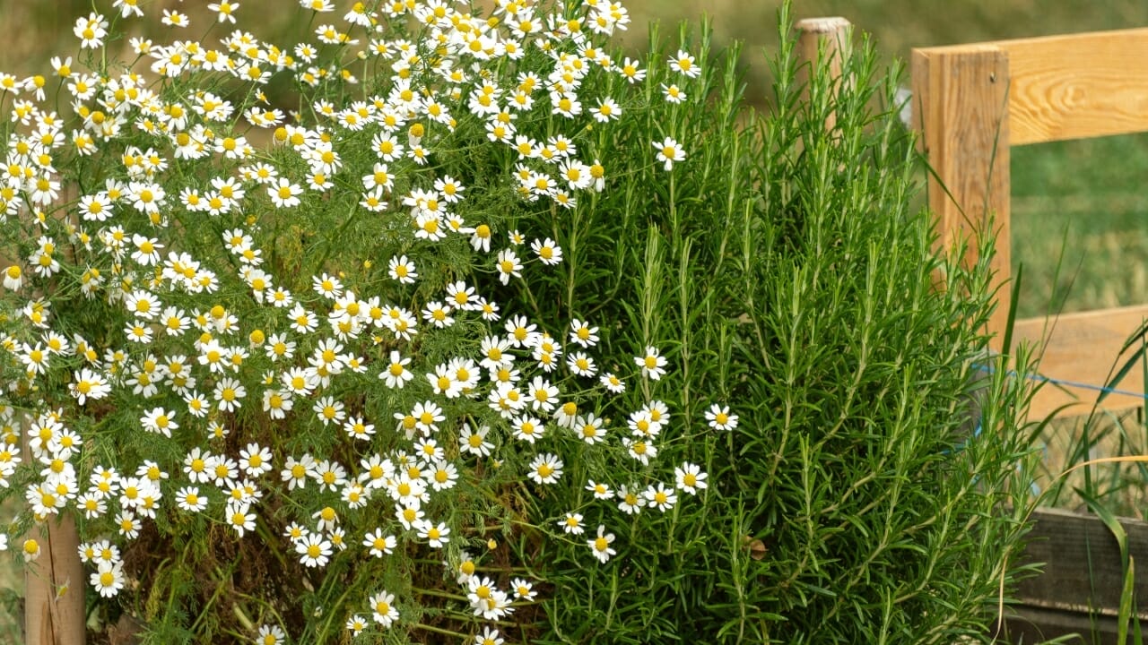10 Best Chamomile Companion Plants & 3 You Should Avoid 3 Chamomile companion Plants
