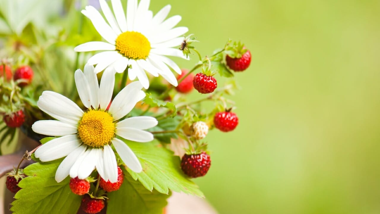 10 Best Chamomile Companion Plants & 3 You Should Avoid 12 Chamomile strawberry Plant