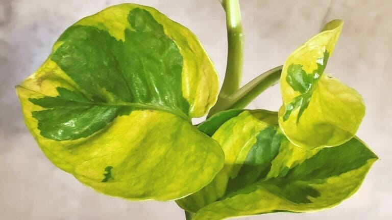 Lemon Meringue Pothos Care Guide: A Lovely New Cultivar 7 Lemon Meringue Pothos