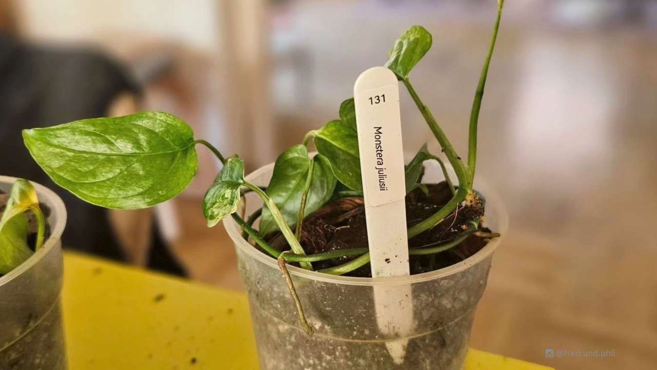 Monstera Juliusii Plant Care Guide: New Costa Rica Variety 2 Monstera juliusii plant