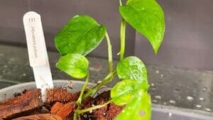 Monstera Juliusii Plant Care Guide: New Costa Rica Variety 1 Monstera juliusii plant