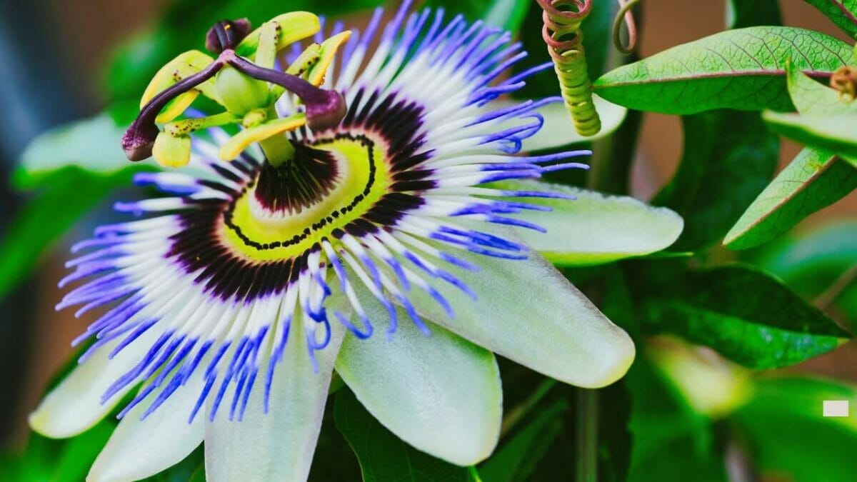 15 Beautiful but Smelly Plants That Could Be Stinking Up Your Yard 17 Passiflora caerulea Blue Passionflower