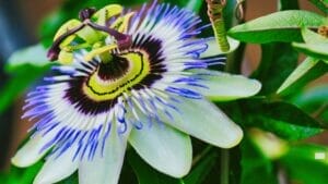 Passiflora caerulea (Blue Passionflower) Plant Guide 1 Passiflora caerulea Blue Passionflower