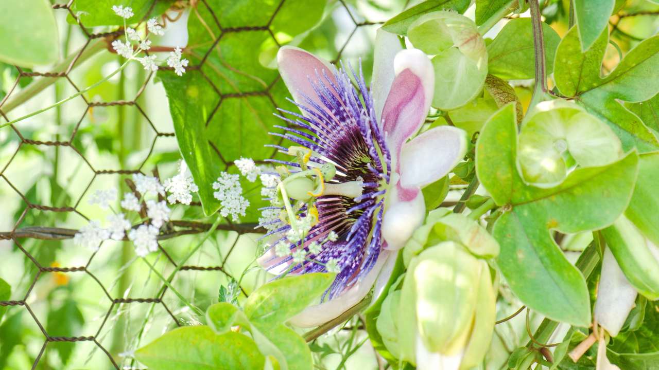 Passiflora caerulea (Blue Passionflower) Plant Guide 5 Passiflora caerulea care