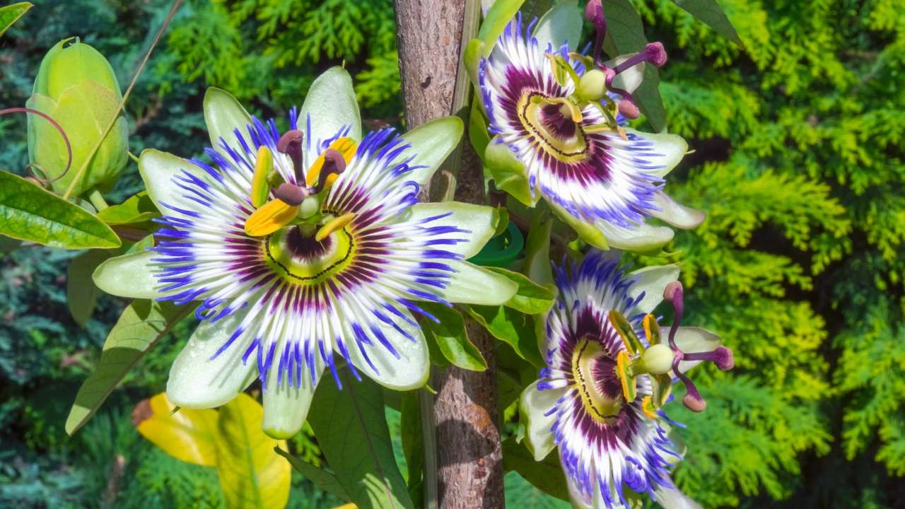 Passiflora caerulea (Blue Passionflower) Plant Guide 4 Passiflora caerulea garden