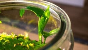 Growing Pothos In A Terrarium: Tips & Step-By-Step Guide 1 Pothos Terrarium