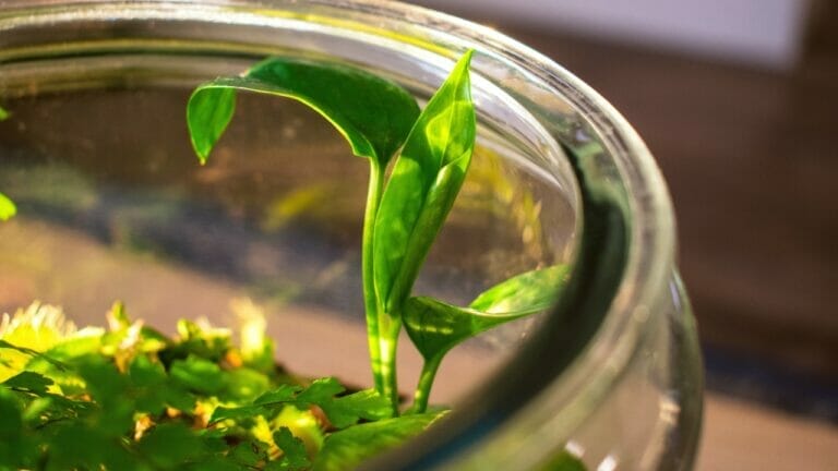 Growing Pothos In A Terrarium: Tips & Step-By-Step Guide 6 Pothos Terrarium