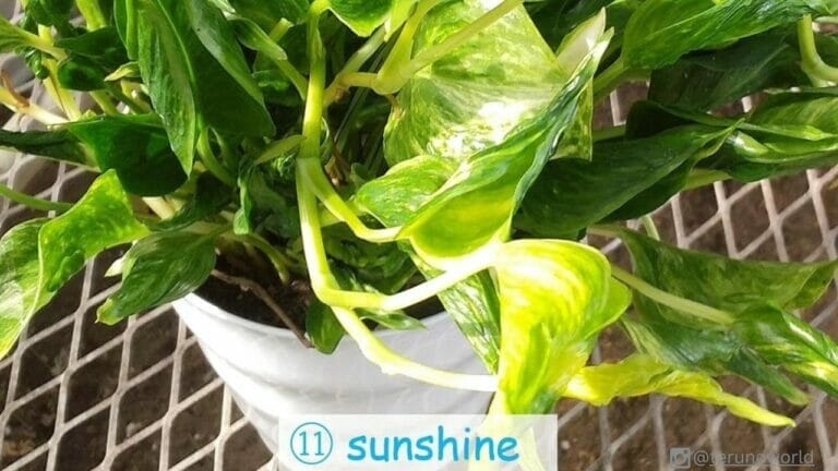 9 Beautiful Teruno Pothos Varieties & Plant Care Guide 4 teruno pothos sunshine