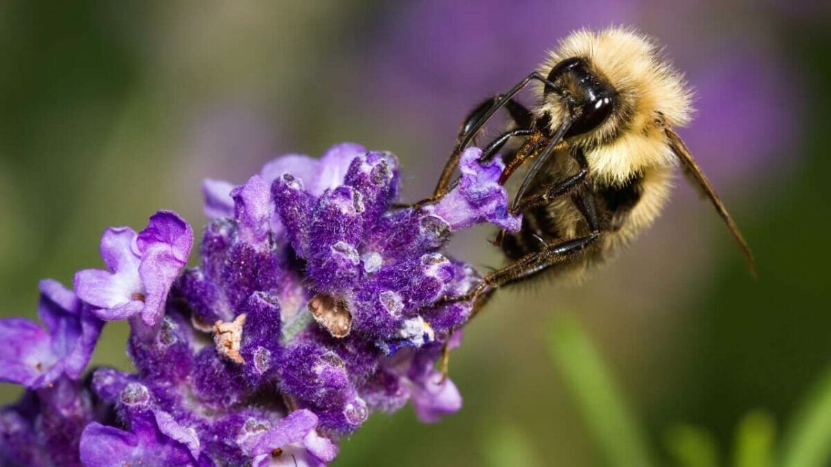 10 Tricks to Revive Your Lavender Plants for a Beautiful Bloom This Year 9 10 Tricks to Revive Your Lavender Plants for a Beautiful Bloom This Year - bee on lavender dp130557254