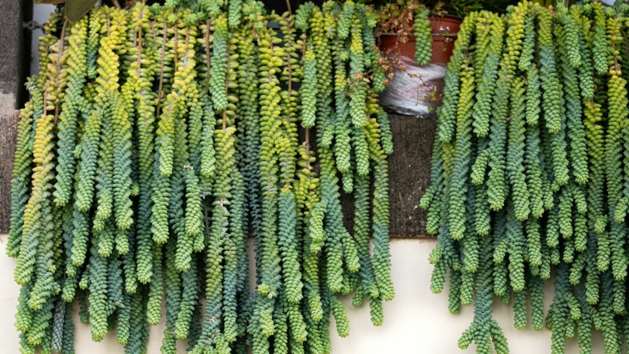 Guide: Propagating Donkey Tail in Water, Soil & Division (Burro's Tail) 5 burro tail plant