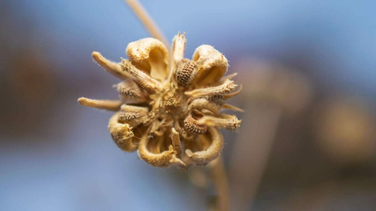 $22M Company Ditches Profits to Give Away Garden Seeds & 9 More Ways to Score Free Seeds 11 calendula seeds for harvesting