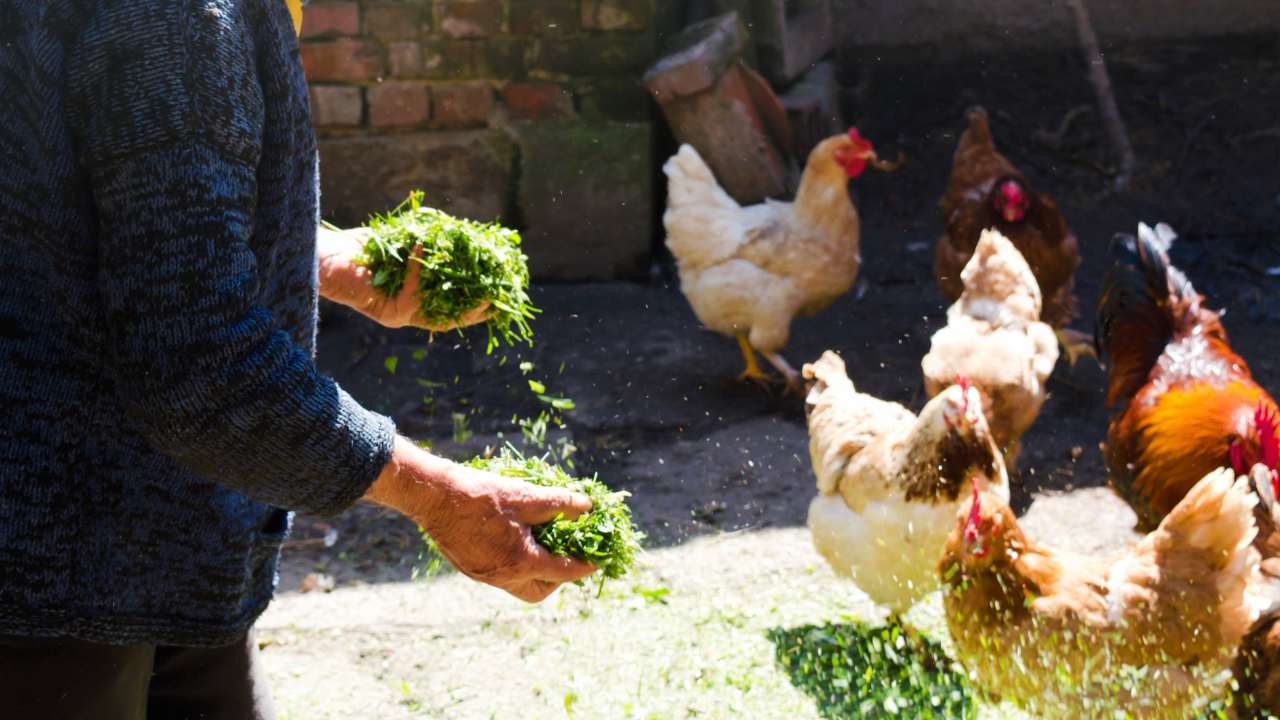 PSA to New Chicken Owners: Don't Make The Same Mistakes She Did 5 chickens eating