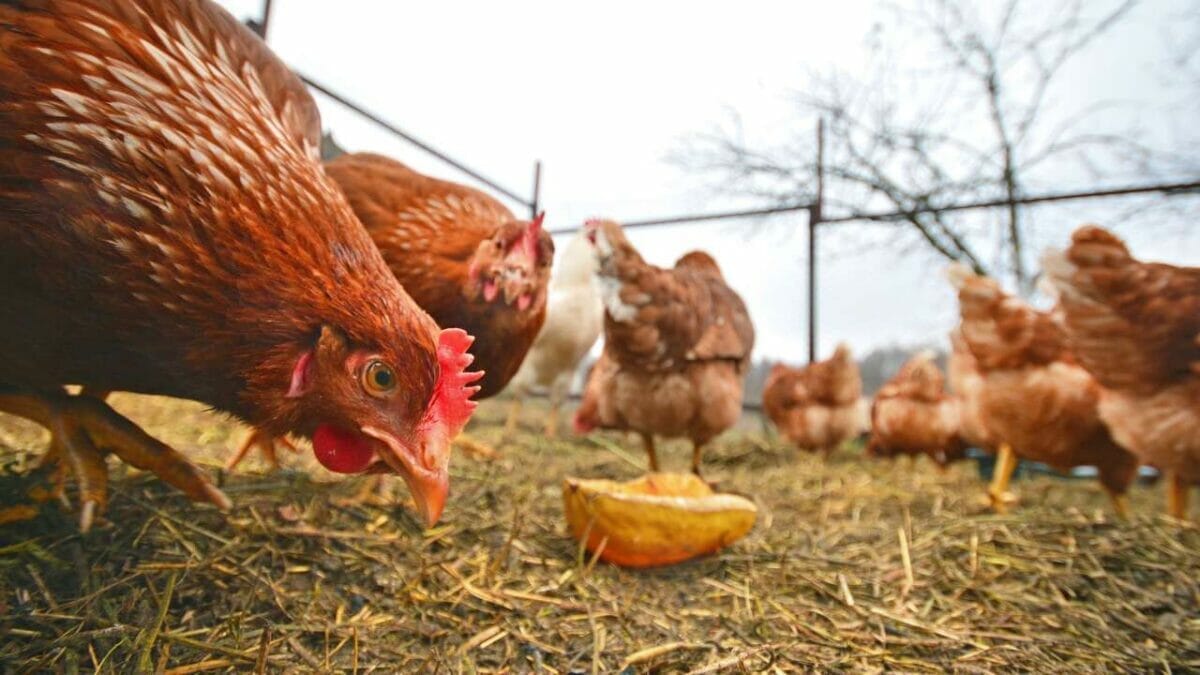 15 Must-Haves for a Safe & Happy Chicken Coop 11 15 Must-Haves for a Safe & Happy Chicken Coop - chickens eating dp321371326