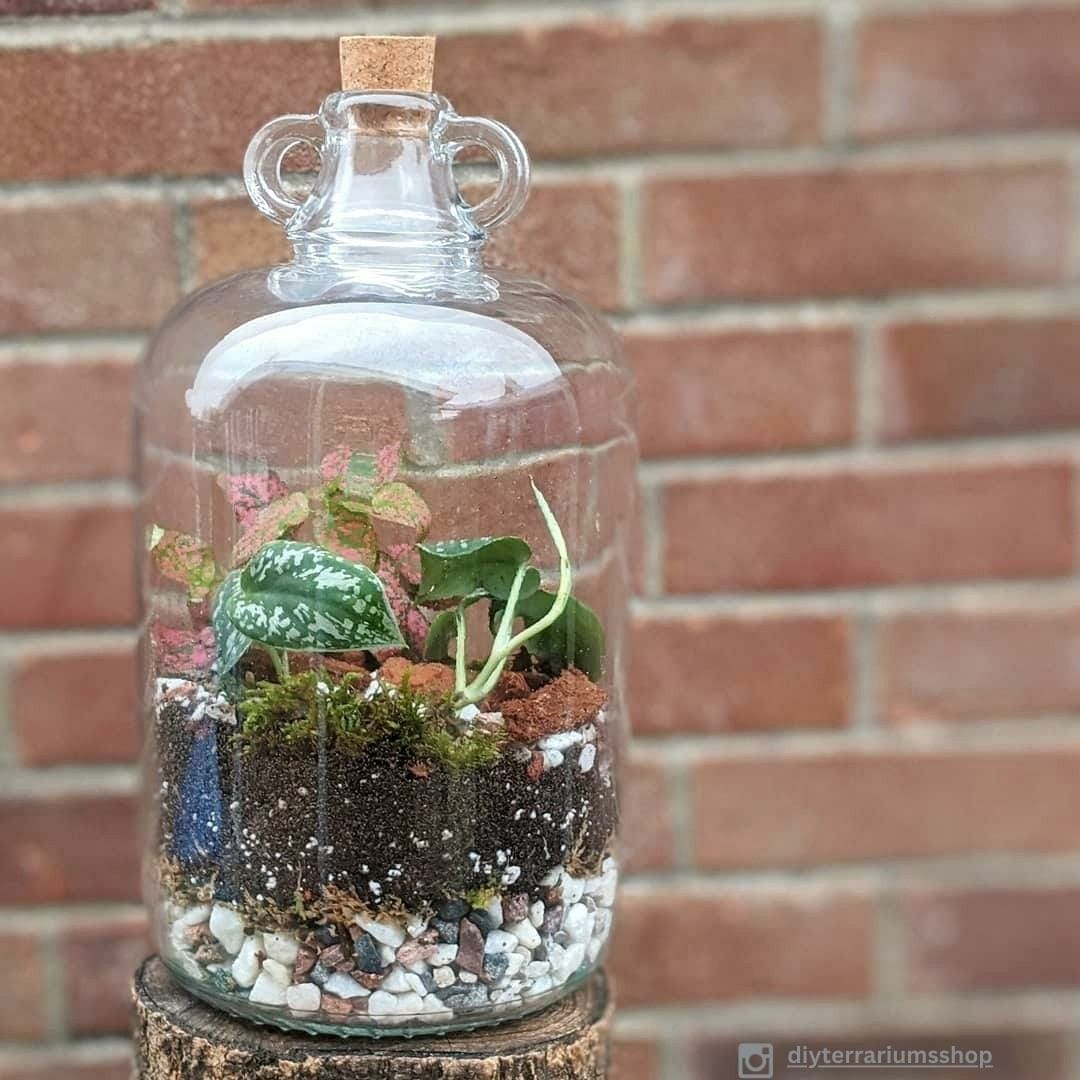 Growing Pothos In A Terrarium: Tips & Step-By-Step Guide 4 closed pothos terrarium