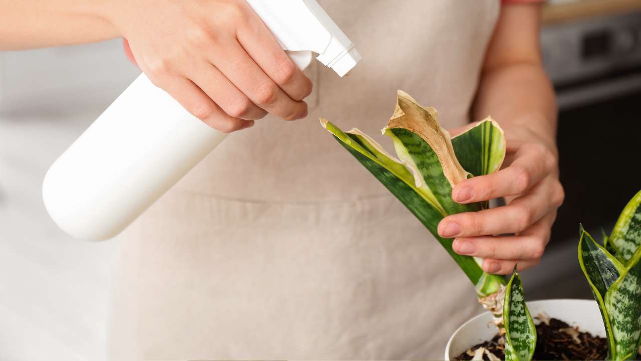 11 Culprits Behind Your Snake Plants Brown Tips & Easy Solutions 2 fixing snake plant brown tips
