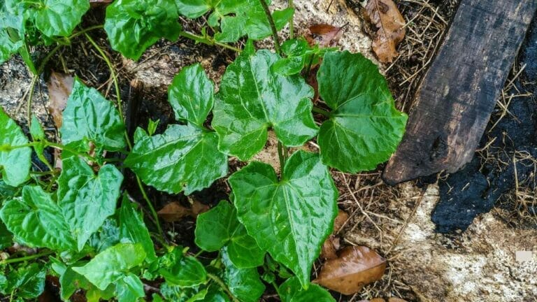 The Fascinating Healing Benefits of Guaco Herb 1 guaco herb plant